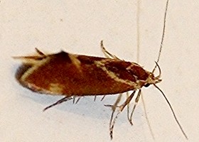 Metalampra italica moth