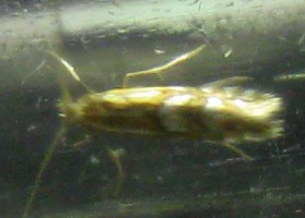 Phyllonorycter oxyacanthae moth