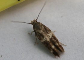 Mompha subbistrigella moth