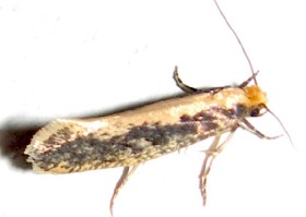 Monopis obviella moth