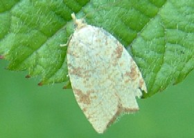 Aleimma loeflingiana moth