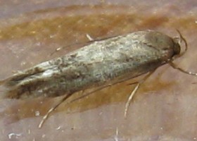 Mompha epilobiella moth