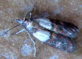 Indian Meal Moth