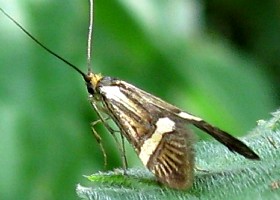 Fairy Moth nemo Yellow-barred