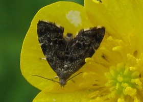 Nettle-tap moth