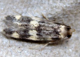Oegoconia quadripuncta moth