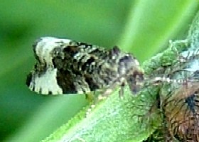 Plum Tortrix moth