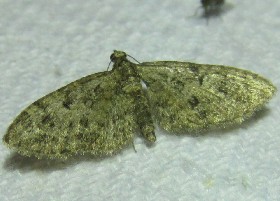 Pug moth
