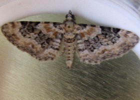 Foxglove Pug moth