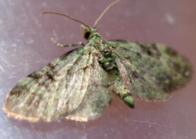 Green Pug moth
