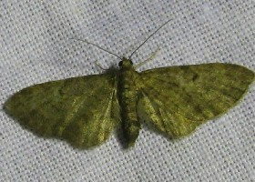 Grey Pug moth