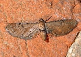 Pimpinel Pug moth