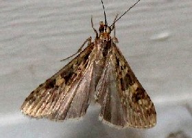 Rush Veneer moth