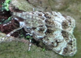 scopariinae moth