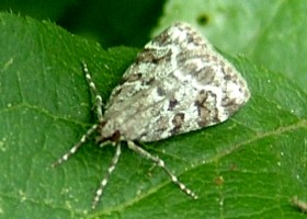 Brown grey scoparia moth