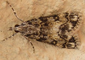 Eudonia/Dipleurina lacustrata moth