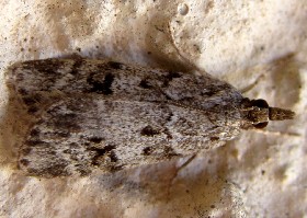 scoparia basistrigalis or eudonia truncicolella