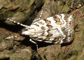 scoparia pyralella moth