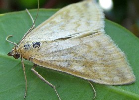 Sitochroa verticalis moth