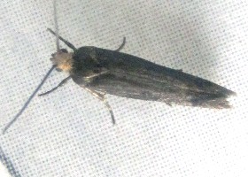 Spuleria flavicaput, Yellow-headed Cosmet