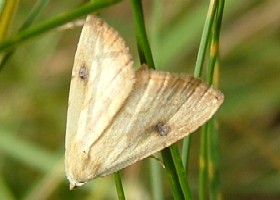 Straw Dot moth