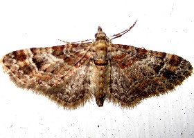 Double-striped Pug moth