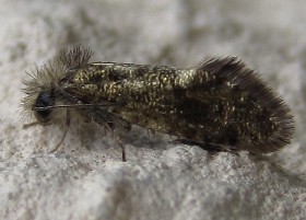 Eriocrania subpurpurella Common Oak Purple