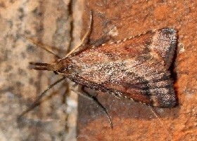 Synaphe punctalis moth