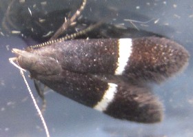 Syncopacma larseniella moth