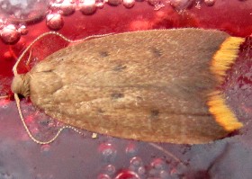 Tachystola acroxantha