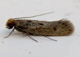 Case-bearing Clothes moth