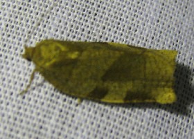Lozotaenia fosterana Tortrix