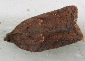 Tortrix