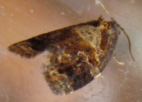 Red-barred Tortrix