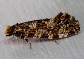 Triaxomera parasitella moth