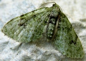 V-pug moth