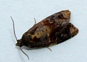 Variegated Golden Tortrix