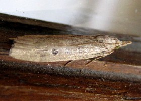 Waste Grass Veneer moth