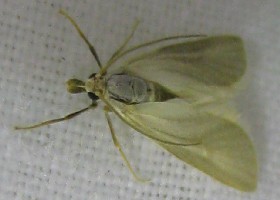 Water Veneer moth