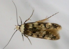 White-shouldered House Moth
