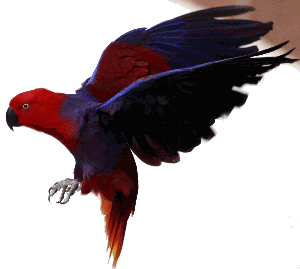 Click here to return to parrot pictures
