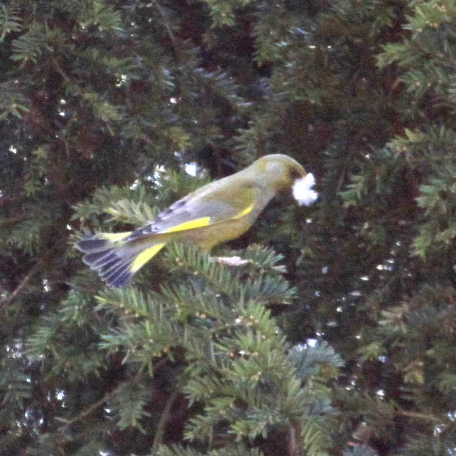 Greenfinch