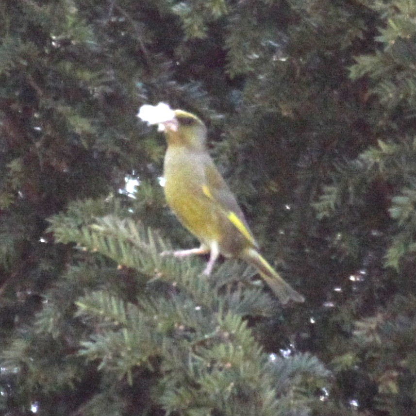 Greenfinch