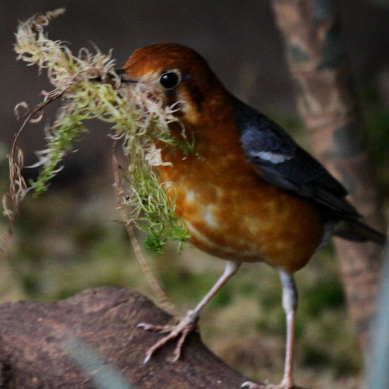 Orange-headed thrush