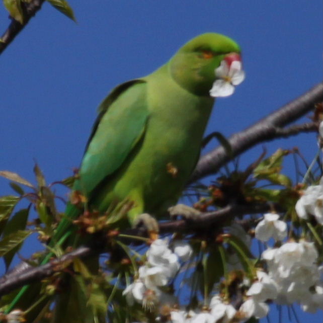 Ring-necked parakeet