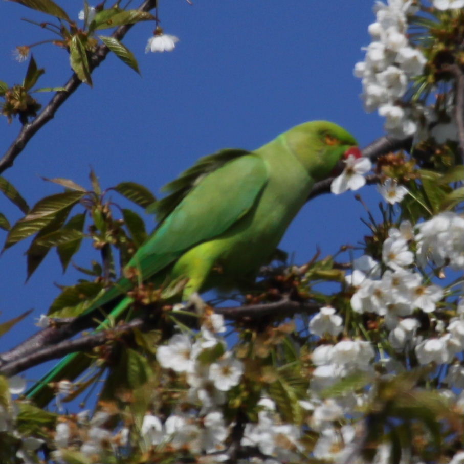 Ring-necked parakeet