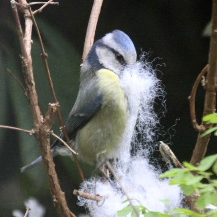 Blue tit