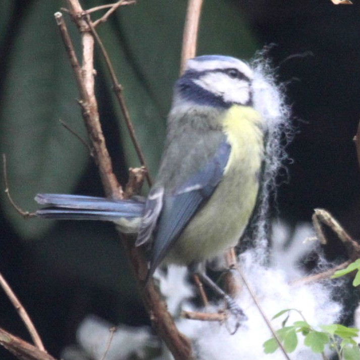 Blue tit