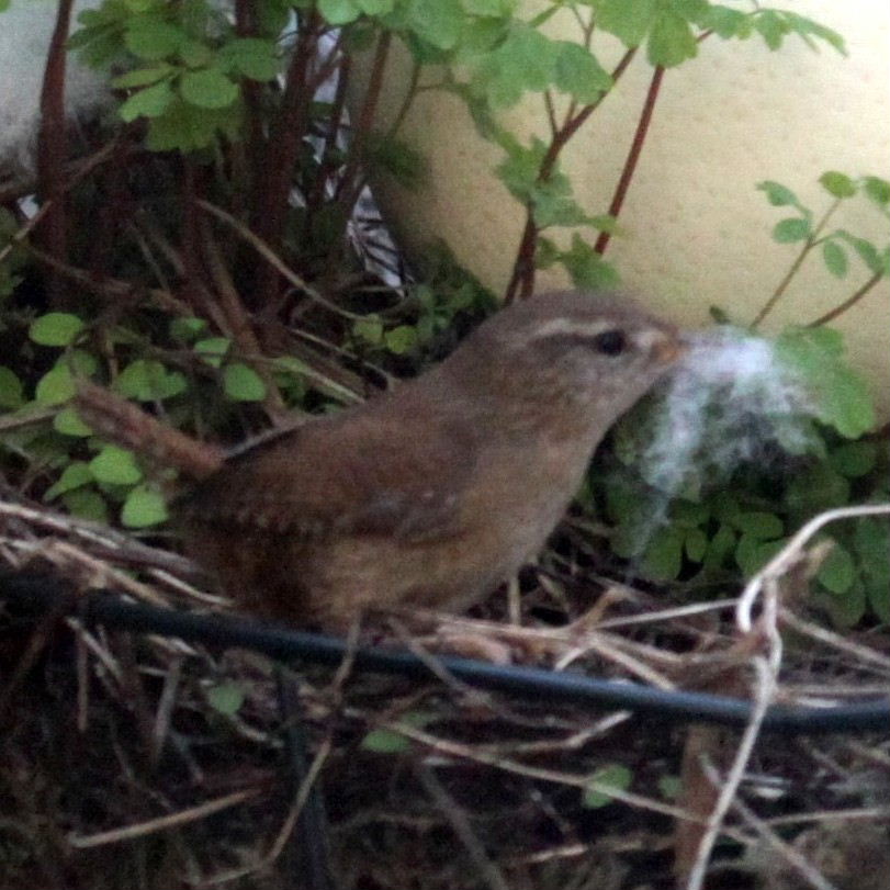Wren