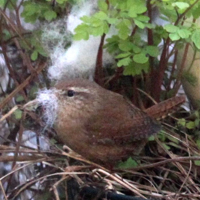 Wren